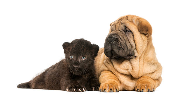 istock Shar pei puppy and Black Leopard cub lying down together 450417495
