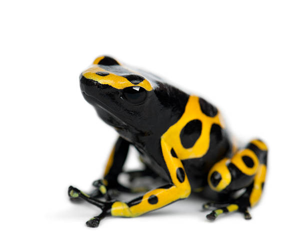 istock Yellow-Banded Poison Dart Frog, also known as a Yellow-Headed 450417511