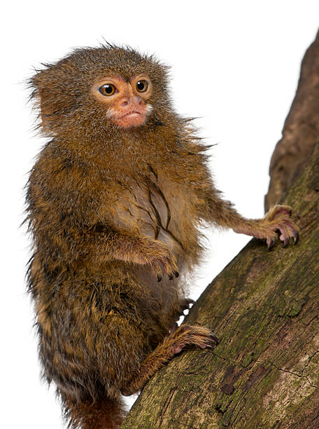 Pygmy Marmoset or Dwarf Monkey, Cebuella pygmaea Pygmy Marmoset or Dwarf Monkey, Cebuella pygmaea, on log in front of white background pygmy marmoset stock pictures, royalty-free photos & images