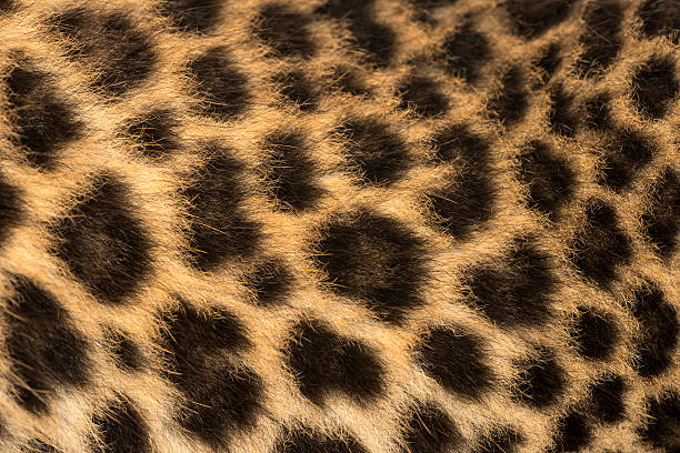 istock Macro of a Spotted Leopard cub's fur - Panthera pardus 450417617