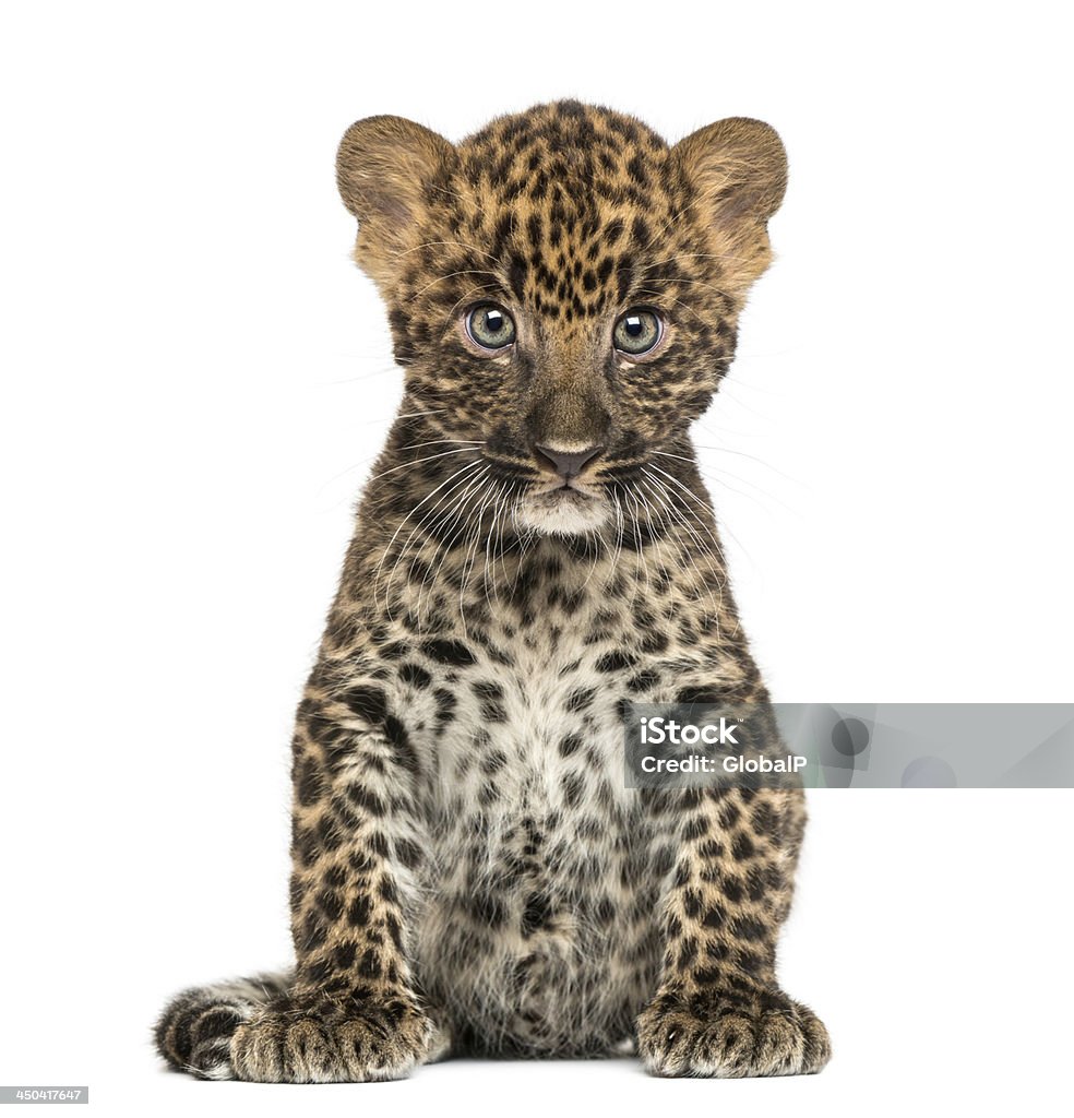 Spotted Leopard cub sitting - Panthera pardus, 7 weeks old Spotted Leopard cub sitting - Panthera pardus, 7 weeks old, isolated on white Leopard Stock Photo