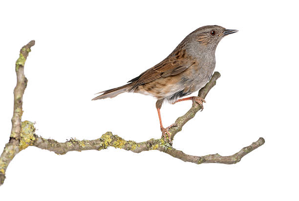 istock Gobemouche perched on a branch - Muscicapa striata, isolated 450417649