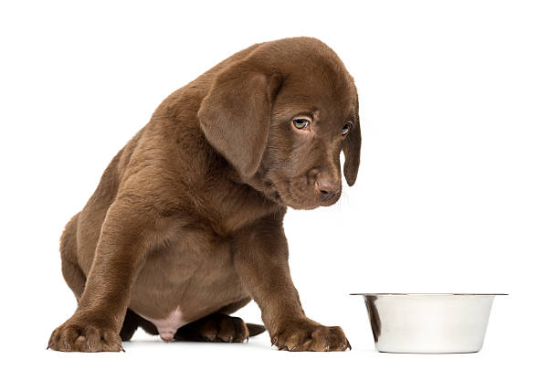 istock Labrador Retriever Puppy sitting with empty dog bowl 450417689