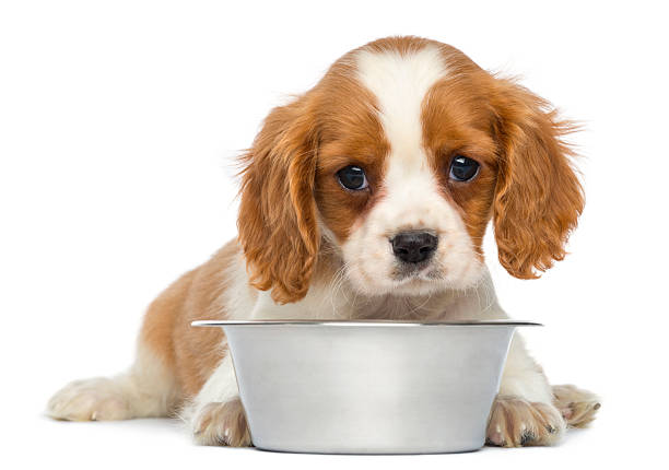 Cavalier King Charles puppy with empty silver bowl