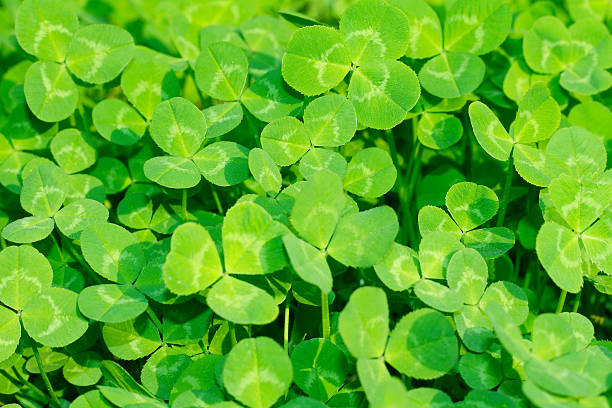 istock Lush green carpet of clover 450417921