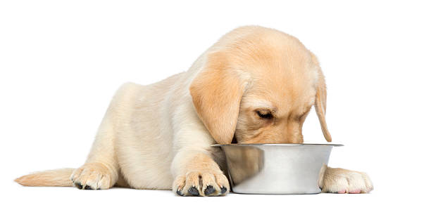 istock Labrador Retriever Puppy lying and eating from his bowl 450417947
