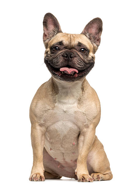 French Bulldog, 3 years old, sitting and panting, isolated