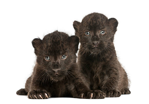 two black leopard cubs lying down, 3 weeks old, isolated - leopard 2 個照片及圖片檔