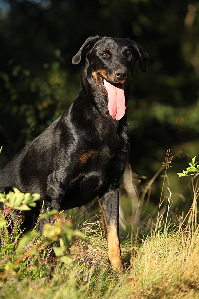 istock Black Bauce Shepherd in beautiful forest 450418707