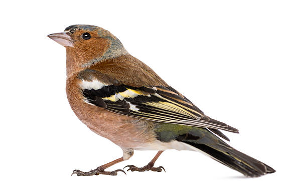 istock Male Common Chaffinch - Fringilla coelebs, isolated on white 450419137