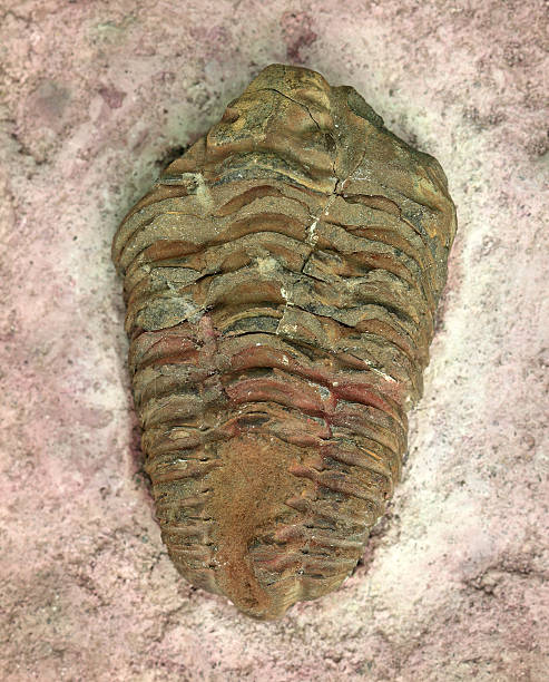 istock Trilobite Beetle fossil 450419239