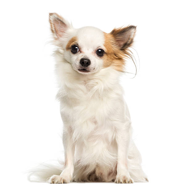 istock Chihuahua, 3 years old, sitting and facing, isolated on white 450419291