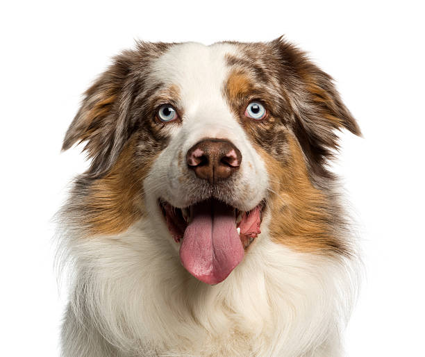 istock Close-up of a Australian Shepherd, 2 years old, panting 450419415