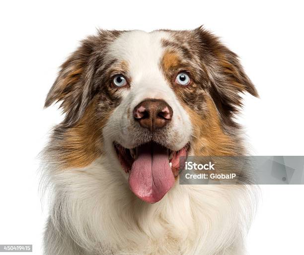 Closeup Of A Australian Shepherd 2 Years Old Panting Stock Photo - Download Image Now
