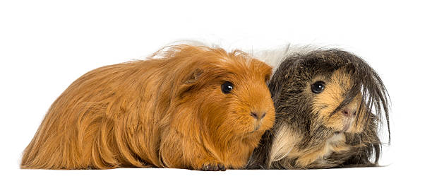 istock Two Guinea Pigs - Cavia porcellus, lying, isolated 450419435