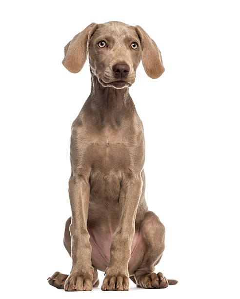 istock Weimaraner puppy, 2,5 months old, sitting and facing, isolated 450419451