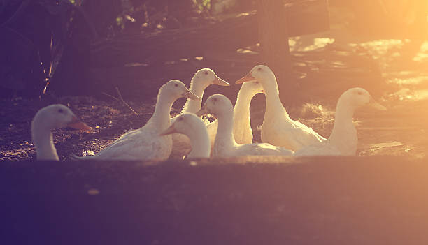 Added vintage filters.