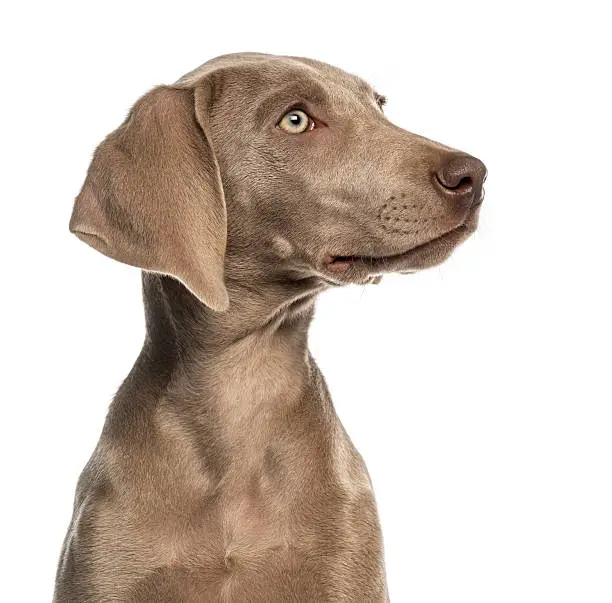 Close-up of a Weimaraner puppy profile, 2,5 months old, isolated on white