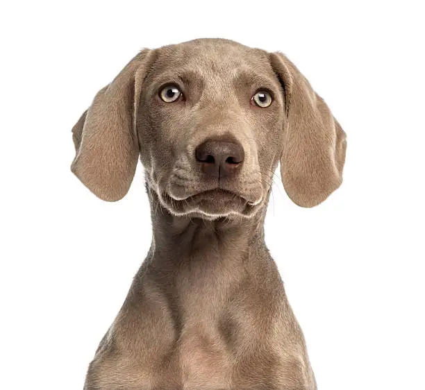 Close-up of a Weimaraner puppy facing, 2,5 months old, isolated on white