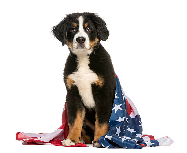 Patriotic dog sitting with american flag Young Bernese Mountain dog, 3,5 months old, sitting with american flag, isolated on white american dog stock pictures, royalty-free photos & images