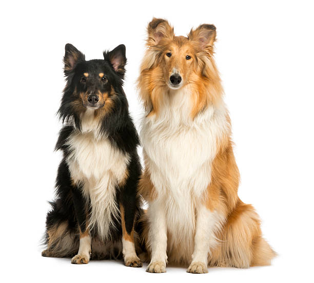 istock Two Berger Shetland, sitting next to each other, isolated 450419923