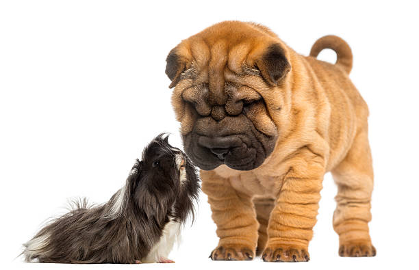 istock Shar Pei puppy looking down at a guinea pig 450420009