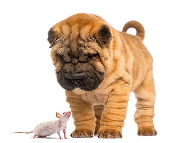 Shar Pei puppy looking down at a Hairless mouse, isolated