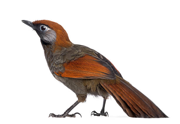 istock Back view on a Red-tailed Laughingthrush - Garrulax milnei 450420225