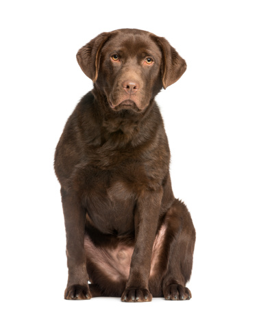 Missing Labrador puppy (8 months)! May be in Lenin area 55, Gagarin. Huge reques