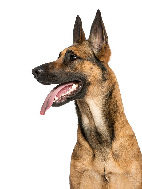 close-up di un cane pastore belga ansimare - belgian shepherd foto e immagini stock