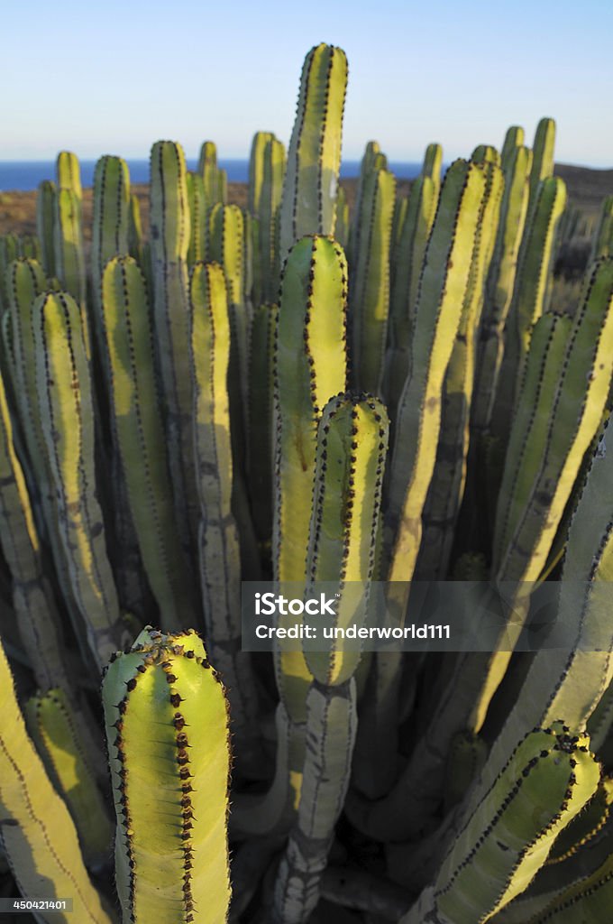 Planta carnosa Cactus del desierto seco - Foto de stock de Aire libre libre de derechos