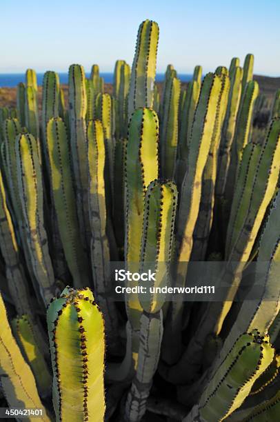 Sukulent Kaktus Na Sucha Pustynia - zdjęcia stockowe i więcej obrazów Bez ludzi - Bez ludzi, Fotografika, Gorąco