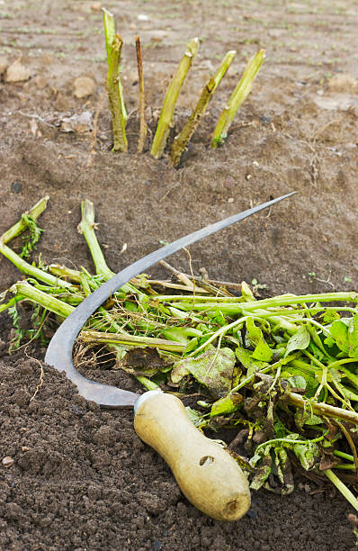 istock Sickle and cut off tops of potatoes 450422843