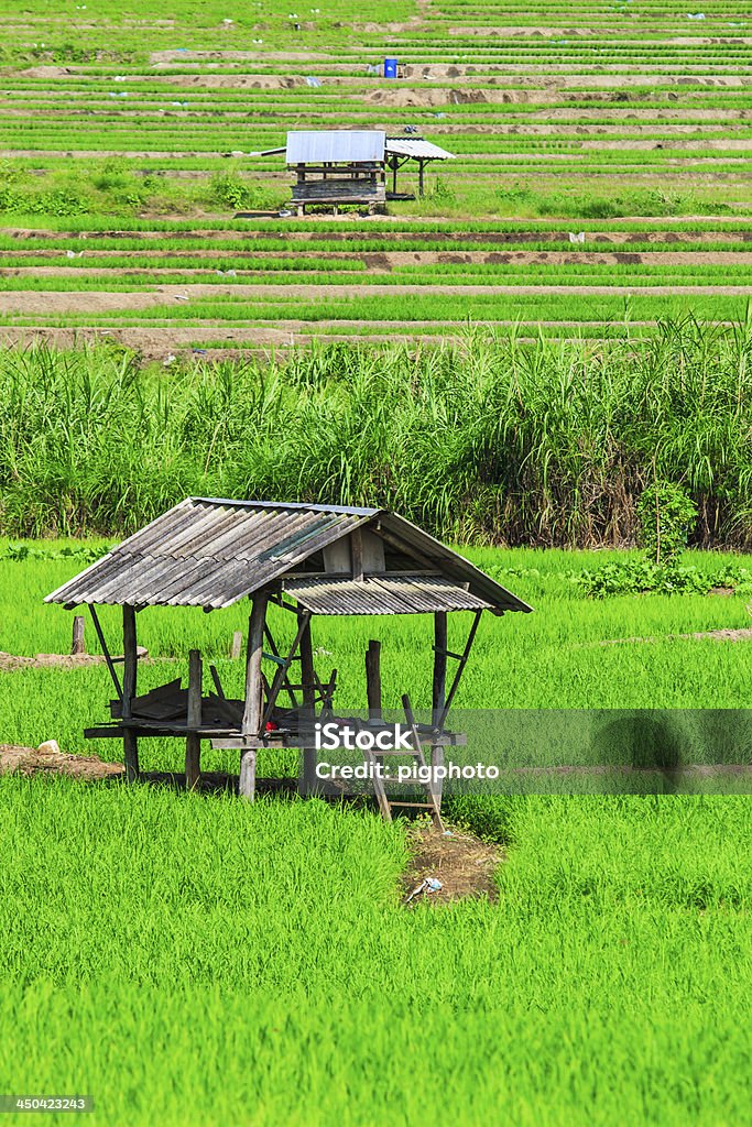 Paddy Green sunset view Beautiful Chiang Mai Northern Thailand Agriculture Stock Photo