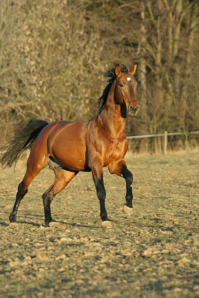 istock Gorgeous brown warmblood running in the evening 450423491