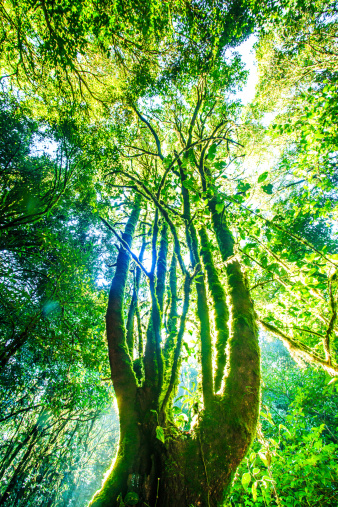 Green forest sunlight. Nature big trees