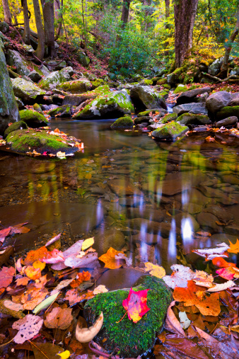 Placid stream decorated with colorful fallen autumn leaves in the Smoky Mountains