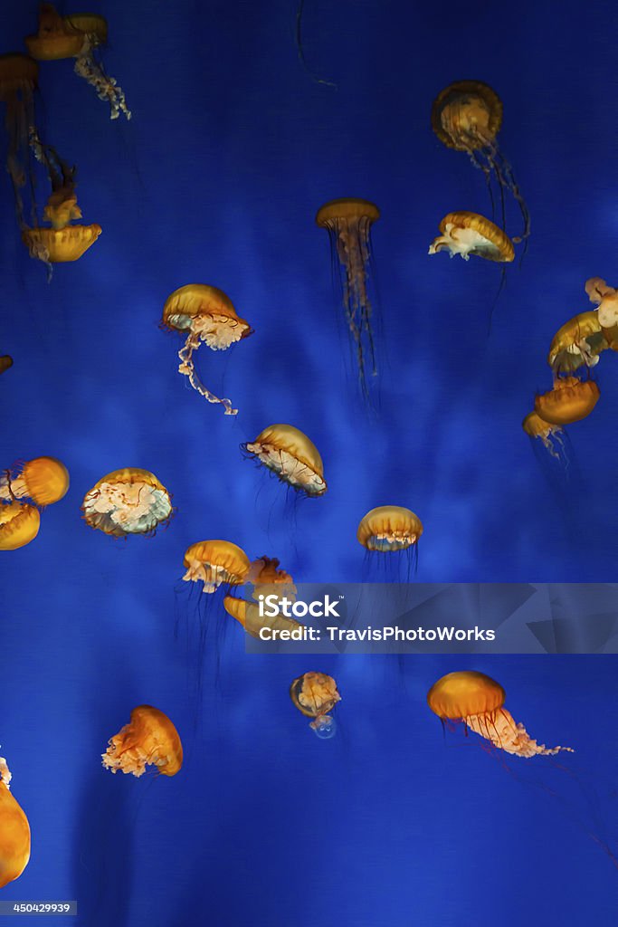jelly Fisch Nahaufnahme - Lizenzfrei Bildhintergrund Stock-Foto