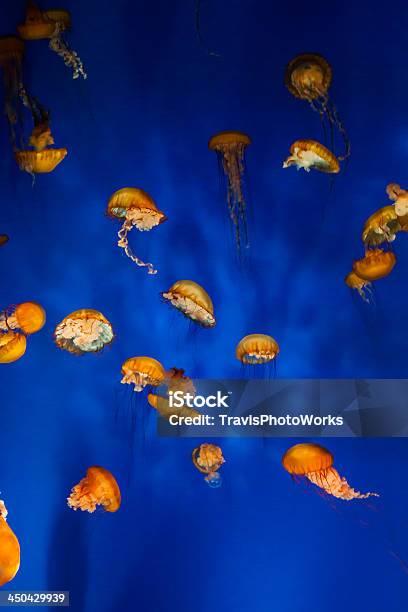 Jelly Fisch Nahaufnahme Stockfoto und mehr Bilder von Bildhintergrund - Bildhintergrund, Blau, Bunt - Farbton