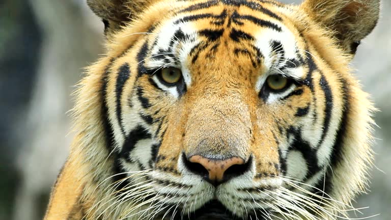 Tigre
