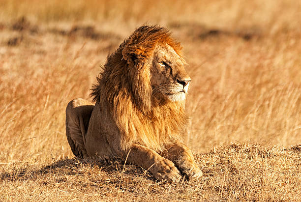 istock Male lion in Masai Mara 450435341