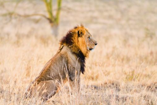 Male lion lying in the grass at sunrise in Amboseli, Kenya