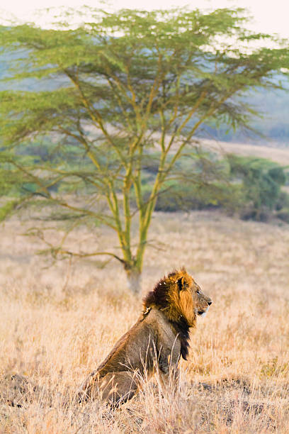 istock Male lion in Amboseli 450435415