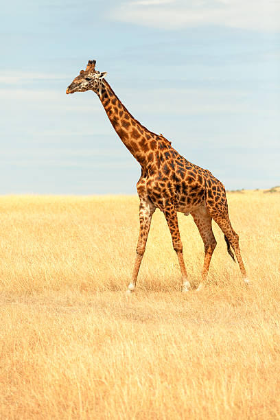 giraffa in masai mara - masai giraffe foto e immagini stock