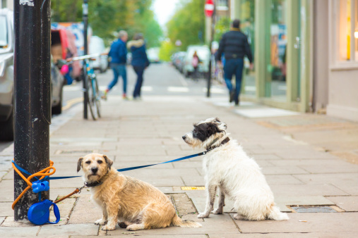 Dogs waiting for owner on a sidewalk.