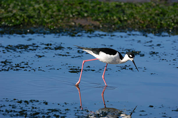 istock Black-winged Stilt in Saltwater Marsh 450436089