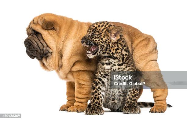 Shar Pei Puppy Standing Over A Roaring Spotted Leopard Cub Stock Photo - Download Image Now