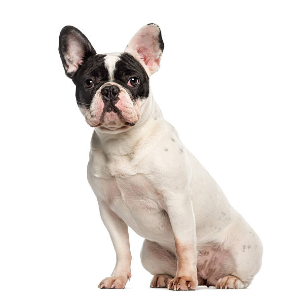 istock French Bulldog, 10 months old, sitting and facing, isolated 450436397