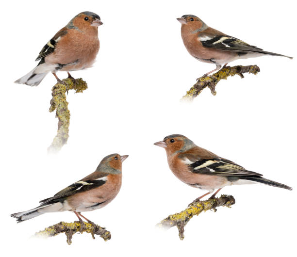 istock Four Males Common Chaffinch - Fringilla coelebs on a branch 450436695