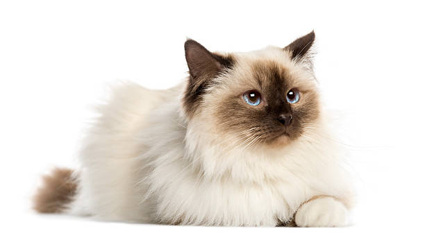 istock Birman cat, 3 years old, lying, isolated on white 450436767